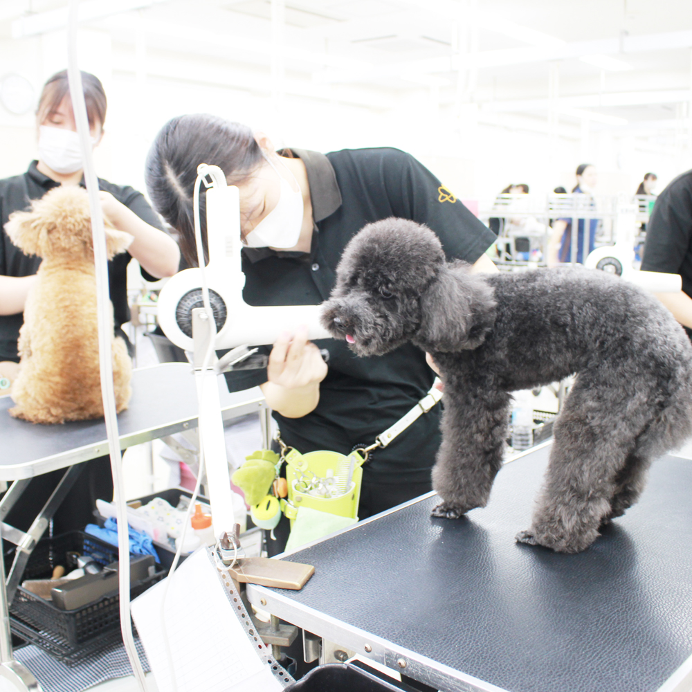 ２年生、お客様犬のトリミング☆
